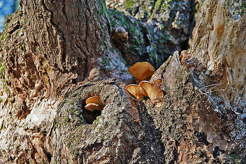 Hanging ON Even with Fall turning to Winter these mushrooms appear quite healthy and still growing. Not sure of what species these mushrooms are. Hanging On