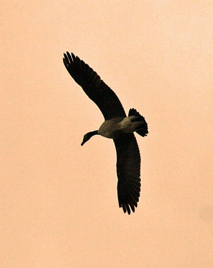 Graceful Flyer This Canada Goose is caught in flight at sunset over a pond in Vermont. (USA) Branta canadensis,Canada goose,Graceful Flyer