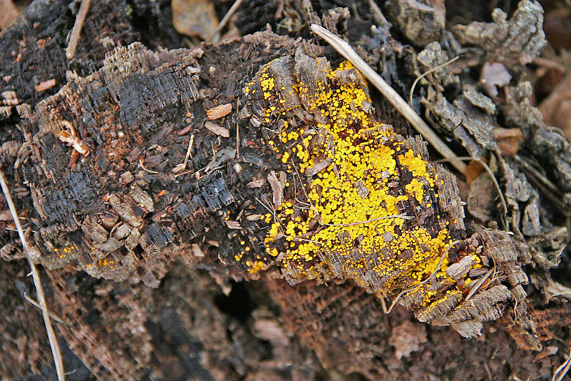 Golden Mystery Spotted this golden fungus on a log in Windsor, Vermont (USA). It was taken November 26, 2014 but need some help in naming the species. Golden Mystery