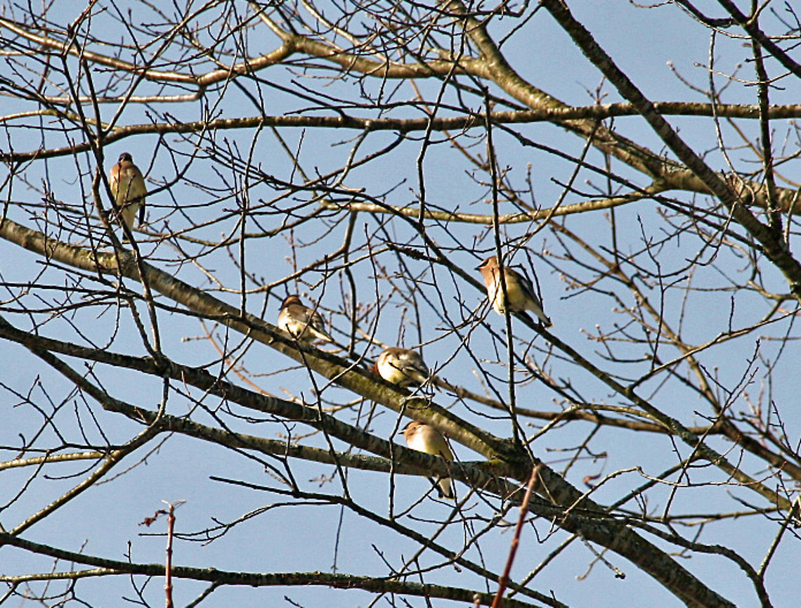 On The Way South Caught these little guys migrating south when they stopped over near a pond in Windsor, Vermont (USA) need help in getting the right species. Bombycilla cedrorum,Cedar Waxwing,Heading South