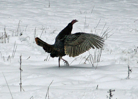 Turkey Snow Dance This North American Wild Turkey appears to be doing a dance in the snow. Meleagris gallopavo,Turkey Snow Dance,Wild turkey
