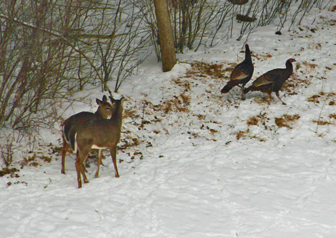 Wildlife Neighbors These North American White Tail Deer and Wild Turkeys gather in New Hampshire (USA) Odocoileus virginianus,White-tailed Deer,Wildlife Neighbors