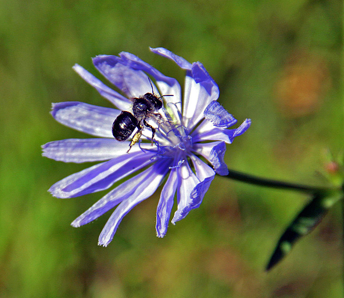 Bee on Blue This honey bee lands on a field of blue. Bee on Blue,Cichorium intybus,Common Chicory
