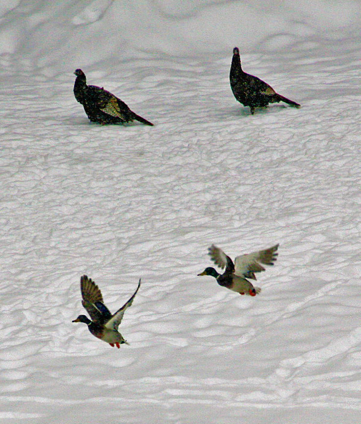 Landing Zone Two Mallard Ducks make a landing while two Eastern Turkeys look on Anas platyrhynchos,Mallard