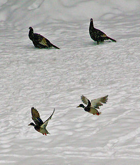 Landing Zone Two Mallard Ducks make a landing while two Eastern Turkeys look on Anas platyrhynchos,Mallard