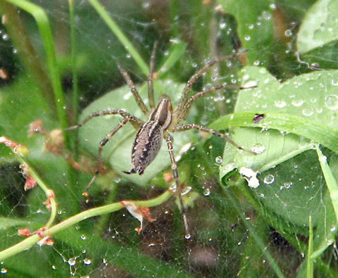 Moist Spider Don't know the correct species but this large spider was captured in Cornish, N.H. (USA) following a rain shower. Moist Spider
