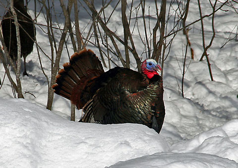 Turkey on Snow This guy rules the roost and does not welcome photographers. Meleagris gallopavo,Wild turkey