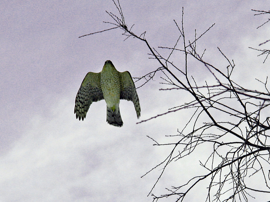 In Flight Nothing quite as beautiful as a Cooper Hawk in full flight. The species finder does not indicate there is such a bird but it is quite common here in New Hampshire. Also called a Chicken Hawk. Accipiter cooperii,Coopers Hawk,In Flight