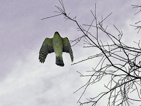 In Flight Nothing quite as beautiful as a Cooper Hawk in full flight. The species finder does not indicate there is such a bird but it is quite common here in New Hampshire. Also called a Chicken Hawk. Accipiter cooperii,Coopers Hawk,In Flight
