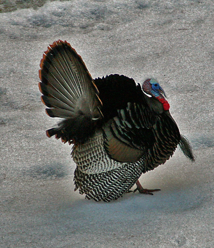 Standing Proud This Tom Turkey shows his full feathers. Standing Proud