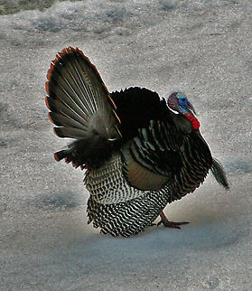 Standing Proud This Tom Turkey shows his full feathers. Standing Proud