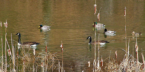The Race The race is on and the geese are in the lead. Branta canadensis,Canada goose