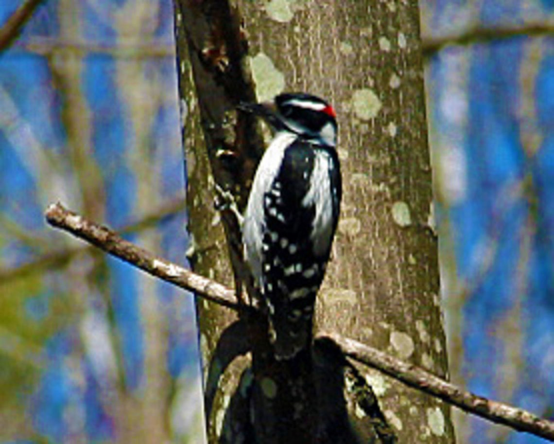 Woodpecker Alone I thought this to be a Red Headed Woodpecker but perhaps not! Please help identify. Hairy Woodpecker,Hairy woodpecker,Leuconotopicus villosus,Melanerpes erythrocephalus,Picoides villosus,Red-headed Woodpecker
