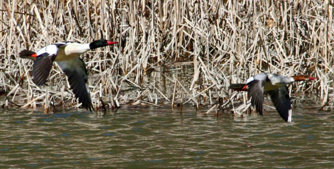 Clear For Takeoff Need help with naming the species of these birds. I know they are ducks but not sure of the breed.  Photo taken in Cornish, N.H. USA) Clear For Takeoff,Common merganser,Mergus merganser