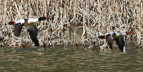 Clear For Takeoff Need help with naming the species of these birds. I know they are ducks but not sure of the breed.  Photo taken in Cornish, N.H. USA) Clear For Takeoff,Common merganser,Mergus merganser