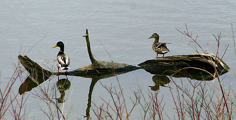 Two Bumps On A Log These two Mallard Ducks reflect on the day. Anas platyrhynchos,Mallard