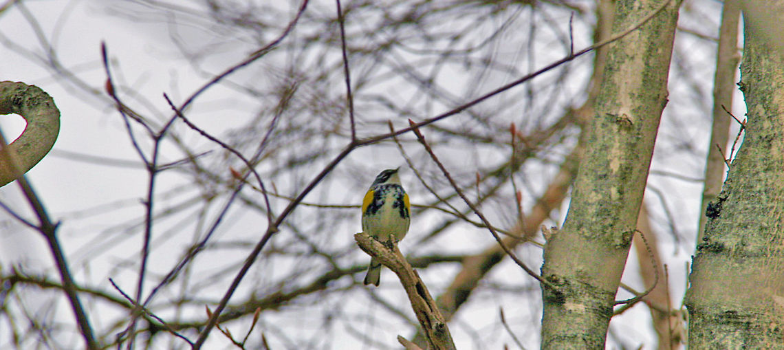 Song Bird Beautiful bird, beautiful song. Setophaga coronata,Song Bird,Yellow Warbler,Yellow-rumped warbler