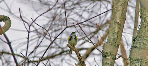 Song Bird Beautiful bird, beautiful song. Setophaga coronata,Song Bird,Yellow Warbler,Yellow-rumped warbler