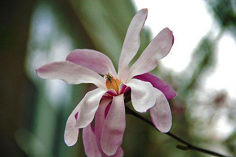 Spring Arrival April showers brought this May flower right on schedule. Magnolia liliiflora,Mulan magnolia,Spring Arrival