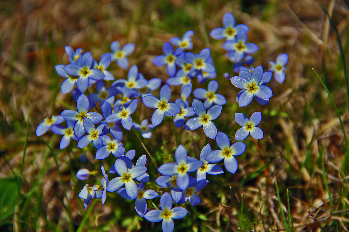Spring Blues These present the blues in a very positive manner! Enallagma civile,Familiar Bluet,Houstonia caerulea,Quaker ladiesAzure Bluet