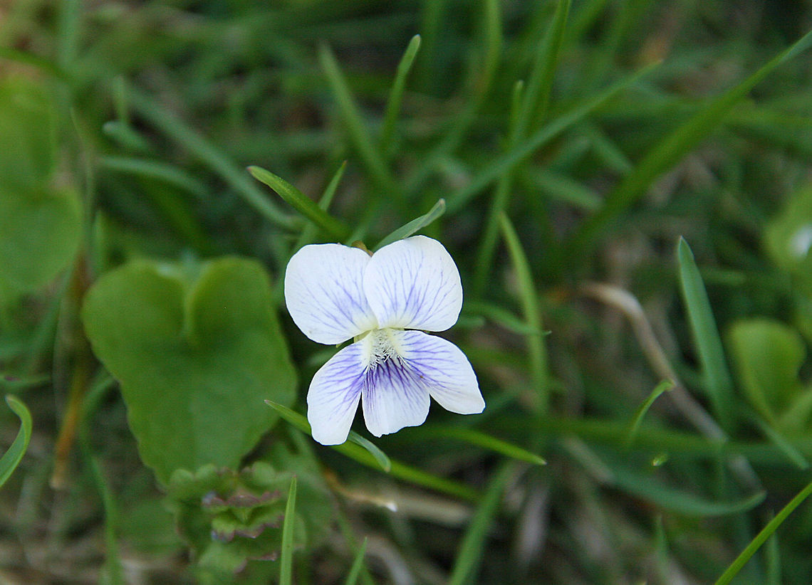 Lone Violet Spring brings these out for a brief stay Lone Violet