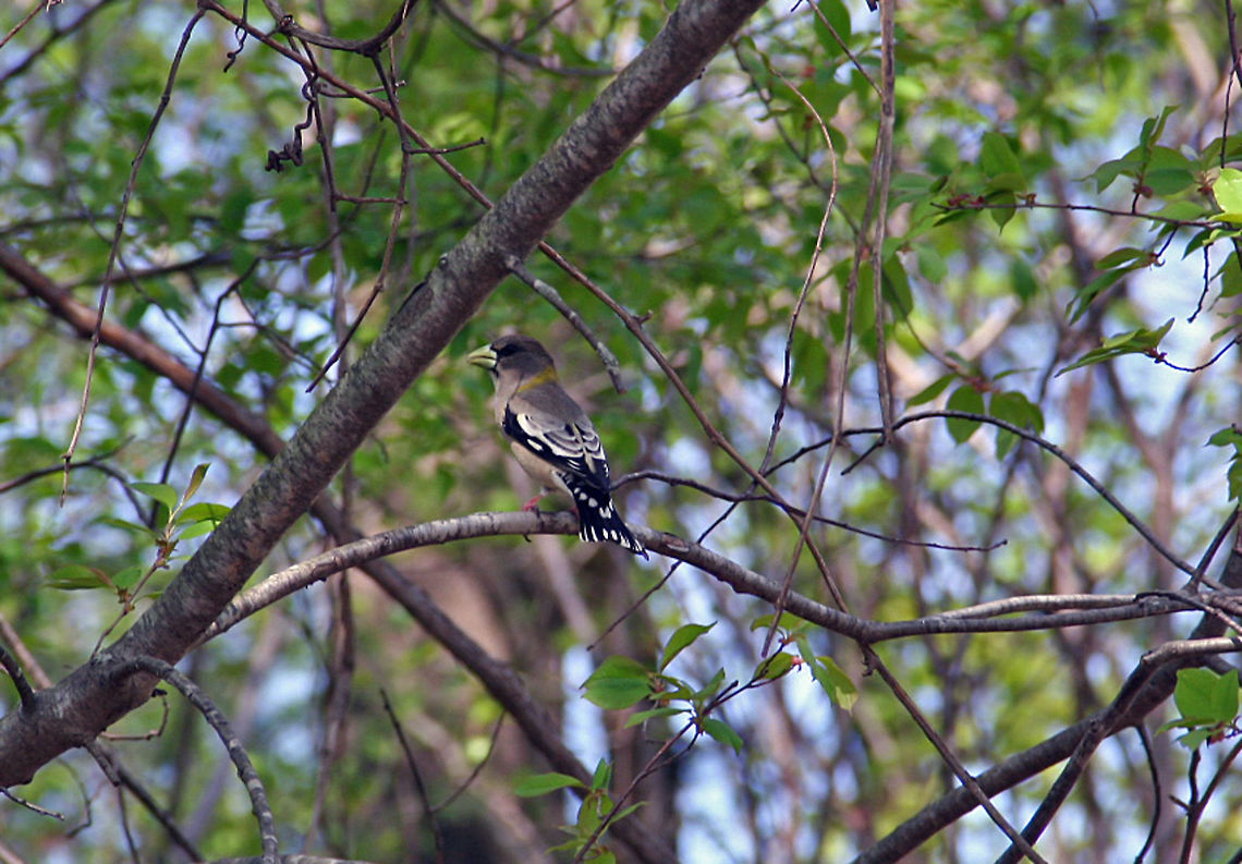 Regal Beauty This Warbler was taken in Windsor, Vermont (USA) beside a local pond. Coccothraustes vespertinus,Evening grosbeak,Regal Beauty