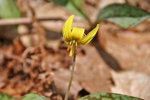 Lonely Wildflower This single wildflower was located at a marsh in Cornish, NH (USA). Can not find the correction species. Erythronium americanum,Lonley Wildflower,Yellow trout lily