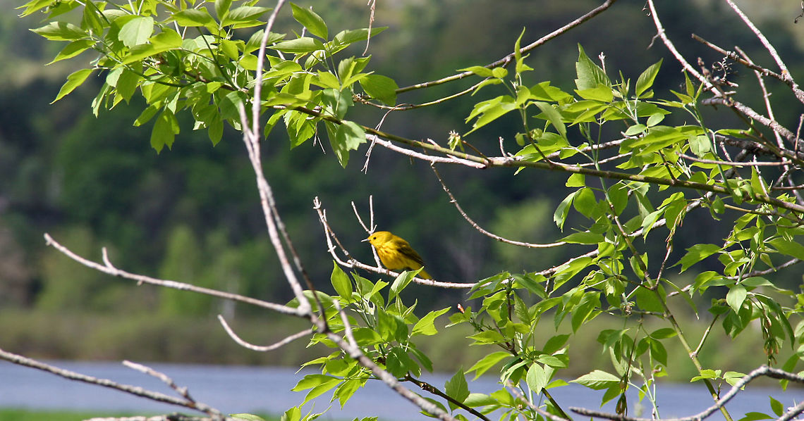 Hard to Miss Not very difficult spotting this Yellow Warbler on a Spring Day Setophaga petechia,Yellow Warbler