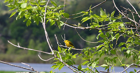 Hard to Miss Not very difficult spotting this Yellow Warbler on a Spring Day Setophaga petechia,Yellow Warbler