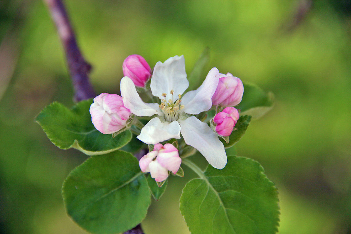 Sure Sign of Spring When these appear in New Hampshire (USA) in the Spring you know the season is officially underway. Apple,Malus domestica