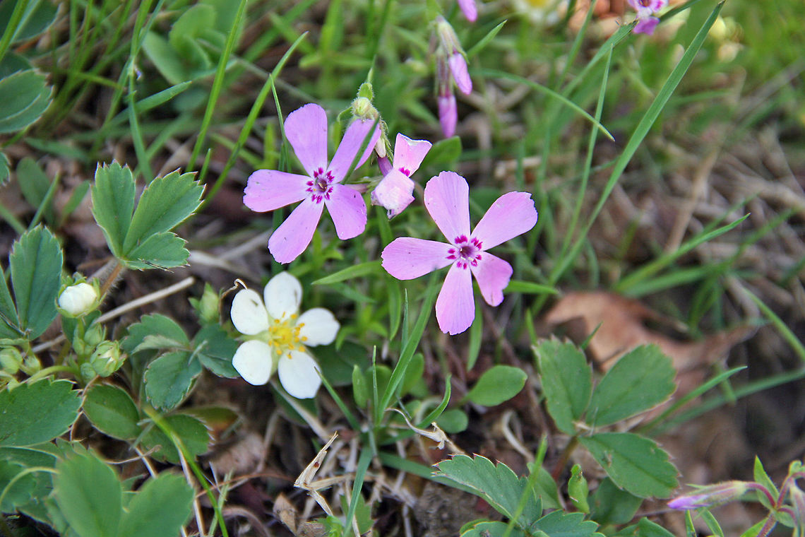 Strawberry and Friends This Wild Strawberry has joined its friends in the filed. Fragaria vesca,Woodland strawberry
