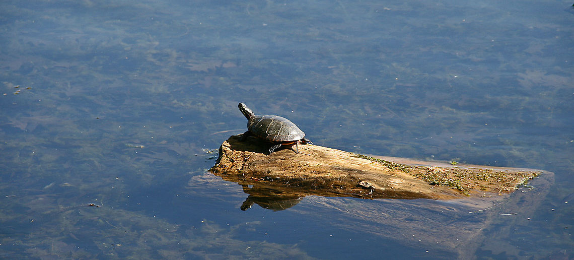 Sun Bathing Spring is an ideal time to sun bathe at a local pond. Chrysemys picta,Painted turtle