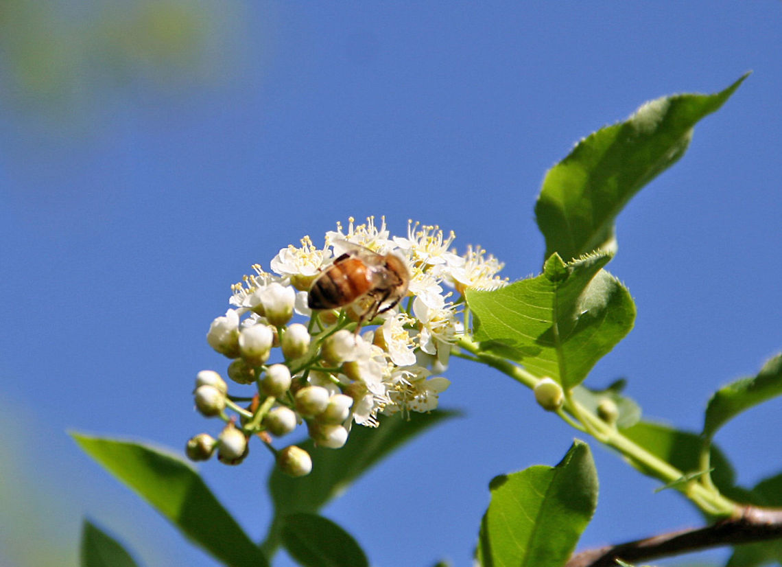 Busy Bee Time for Honey Bees to get their work done. Apis cerana,Eastern honey bee