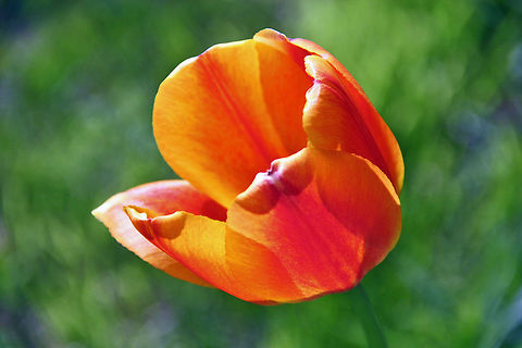 Spring Favorite The species identification won't tell me what type but this is a close up of a beautiful Tulip. Spring Favorite,Tulipa gesneriana,tulipa gesneriana