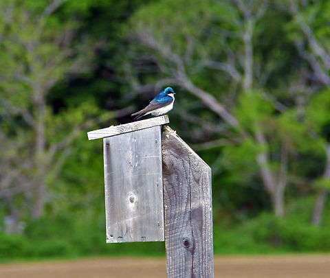 Home Sweet Home The Tree Swallows have returned home in Vermont (USA) Tachycineta bicolor,Tree Swallow