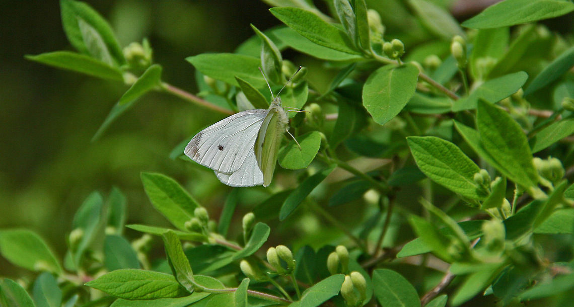 Hidden Butterfly This Large Heath Butterfly blends in well with its surroundings. Pieris rapae,Small White