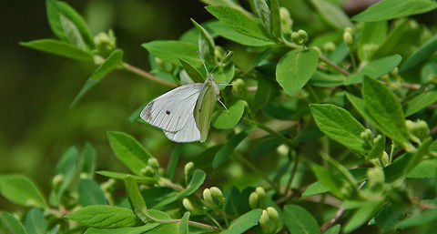 Hidden Butterfly This Large Heath Butterfly blends in well with its surroundings. Pieris rapae,Small White