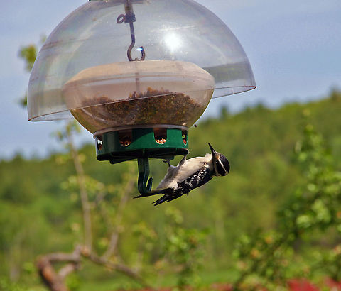 Downy Woodpecker on feeder There he was right outside the kitchen window. Downy Woodpecker,Downy woodpecker,Dryobates pubescens,Picoides pubescens