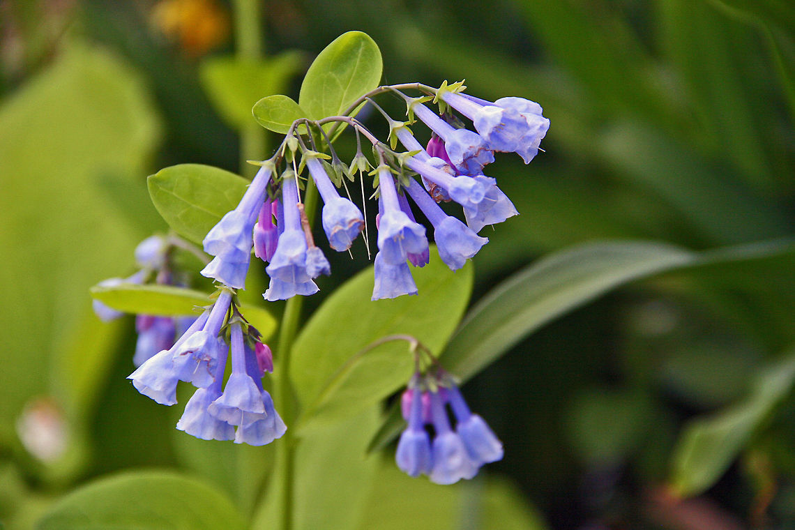 Blue Beauties Long name but simply a beautiful flower. Mertensia virginica,Virginia Bluebell