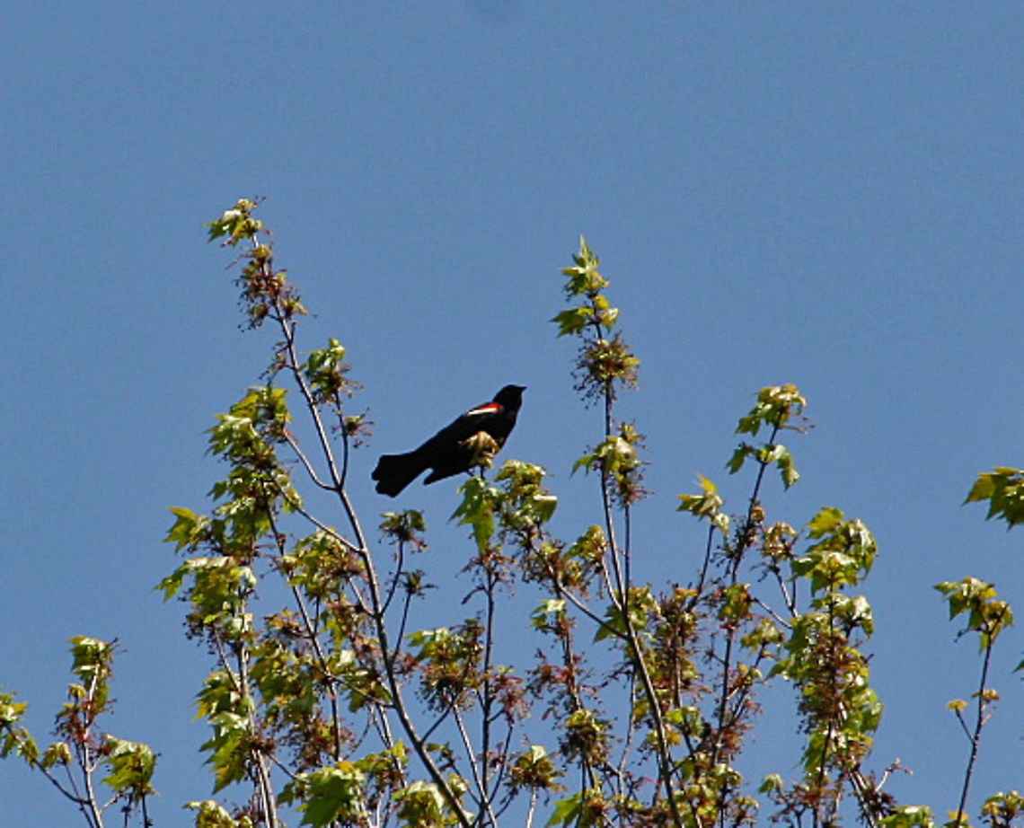 Annual Visitor This Red Wing Blackbird is one of the first to show up in the Spring. Agelaius phoeniceus,Red-winged blackbird