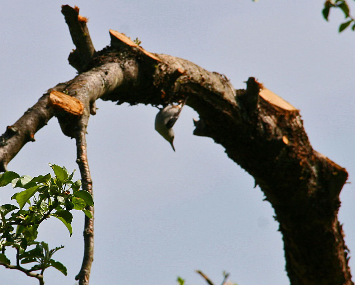 Upside Down View This Wren takes a different view of the world around it. House wren,Troglodytes aedon