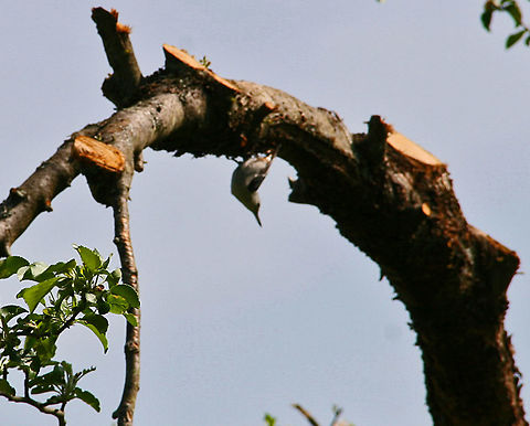 Upside Down View This Wren takes a different view of the world around it. House wren,Troglodytes aedon