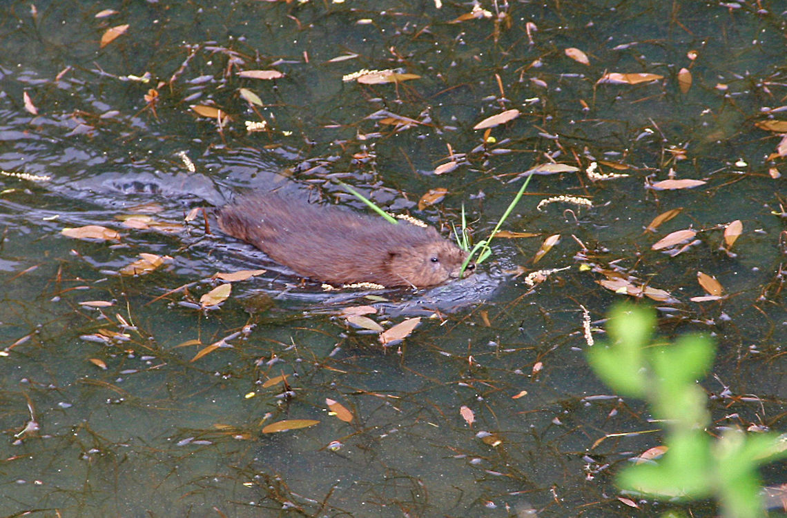 Muskrat Ramble This Muskrat has grabbed a bit to eat and heads home. Muskrat,Ondatra zibethicus