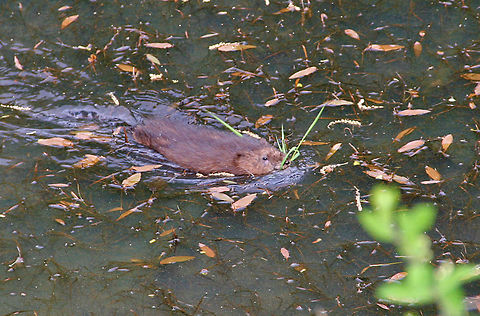 Muskrat Ramble This Muskrat has grabbed a bit to eat and heads home. Muskrat,Ondatra zibethicus