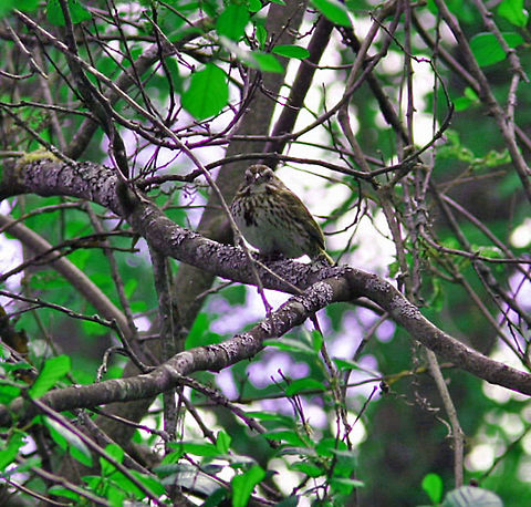 Silent Songbird Definitely need help on this one. Beautiful voice. Photo taken in Windsor, Vermont (USA) beside a local pond. Catharus guttatus,Cylindropuntia bigelovii,Hermit Thrush,Melospiza melodia,Silent Songbird,Song Sparrow,Teddy-bear Cholla
