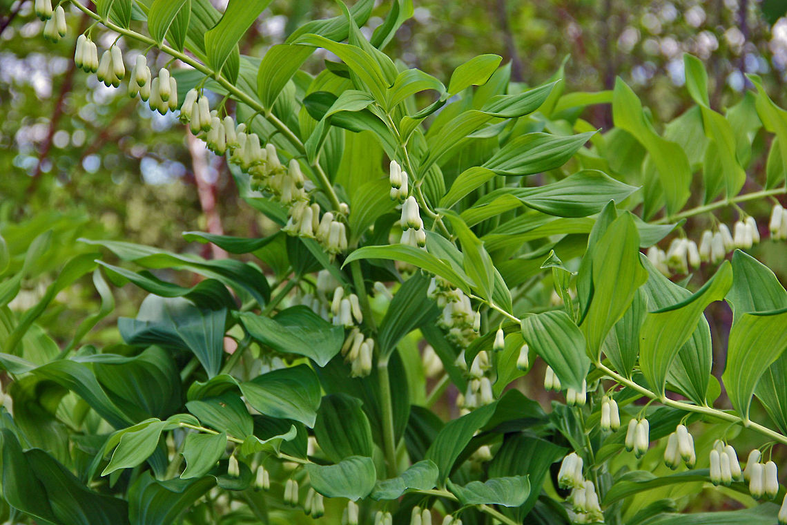 Pure White Buds This photo taken near a local fresh water pond. Can't really nail the correct species but they are growing wild. Polygonatum biflorum,Pure White Buds,Smooth Solomon's seal