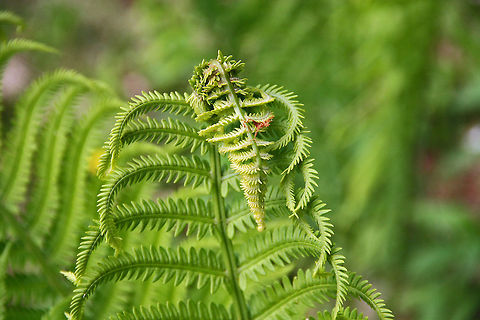 Nature's Art Work Now these are what we call Fiddle Head Ferns in New England (USA) but the species index does not recognize that name. That's what's so frustrating about the species icon. In any event, they van be quite artful. Photo taken in Cornish, NH> (USA) Nature's Art work