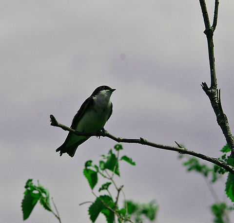 In a Tree This bird is living up to its name. Tachycineta bicolor,Tree Swallow