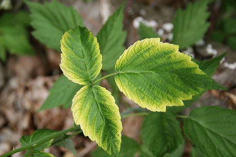 Shades of Green Sometimes Mother Nature offers beautiful art work. Case in point. However, need help with this species of plant. Photo taken in Windsor, Vermont (USA) Shades of Green