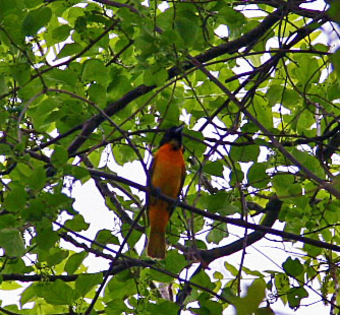 Sensational Songbird This Baltimore oriole sings as beautifully as it looks! Baltimore oriole,Icterus galbula